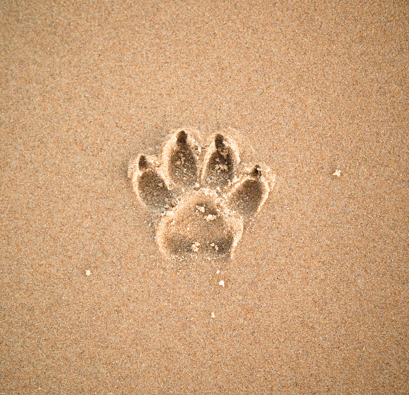 How Everything Reinforces Adoption